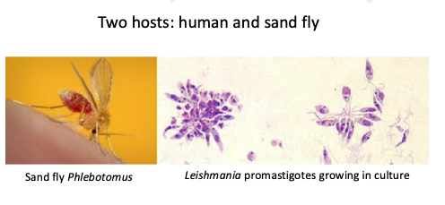 <p>humans and sand flies</p>