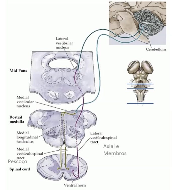 <p>Ajusta posição do esqueleto axial e dos membros</p>