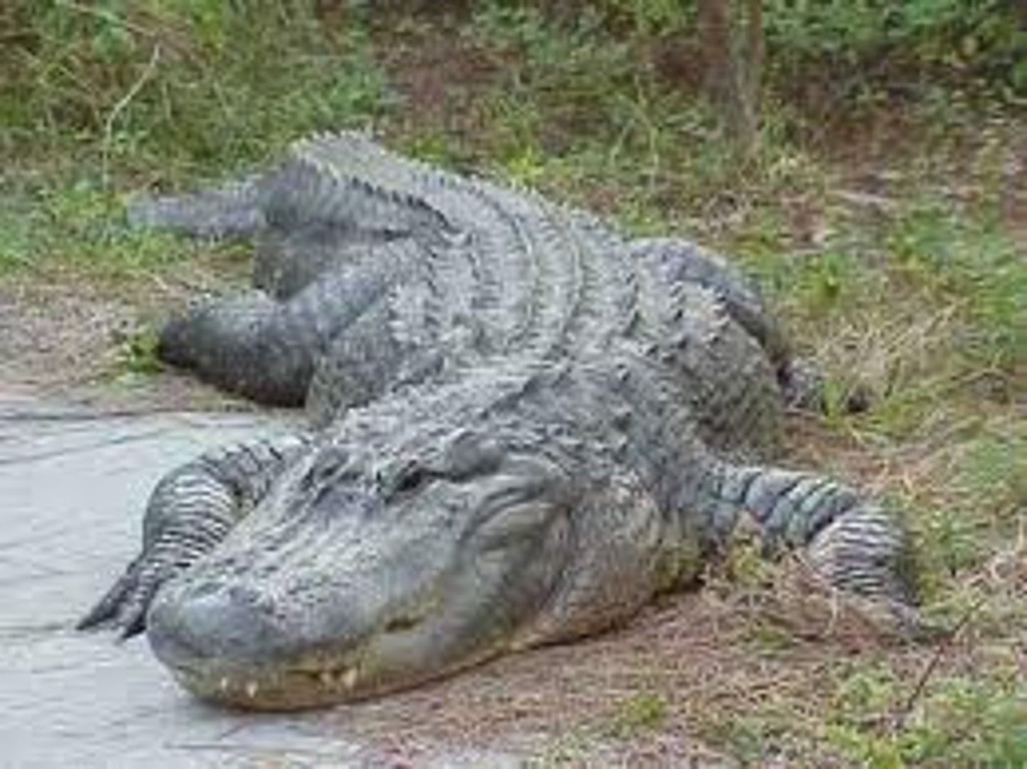 <p>Alligator mississippiensis</p><p>Order: Crocodilia</p><p>Family: Alligatoridae</p>