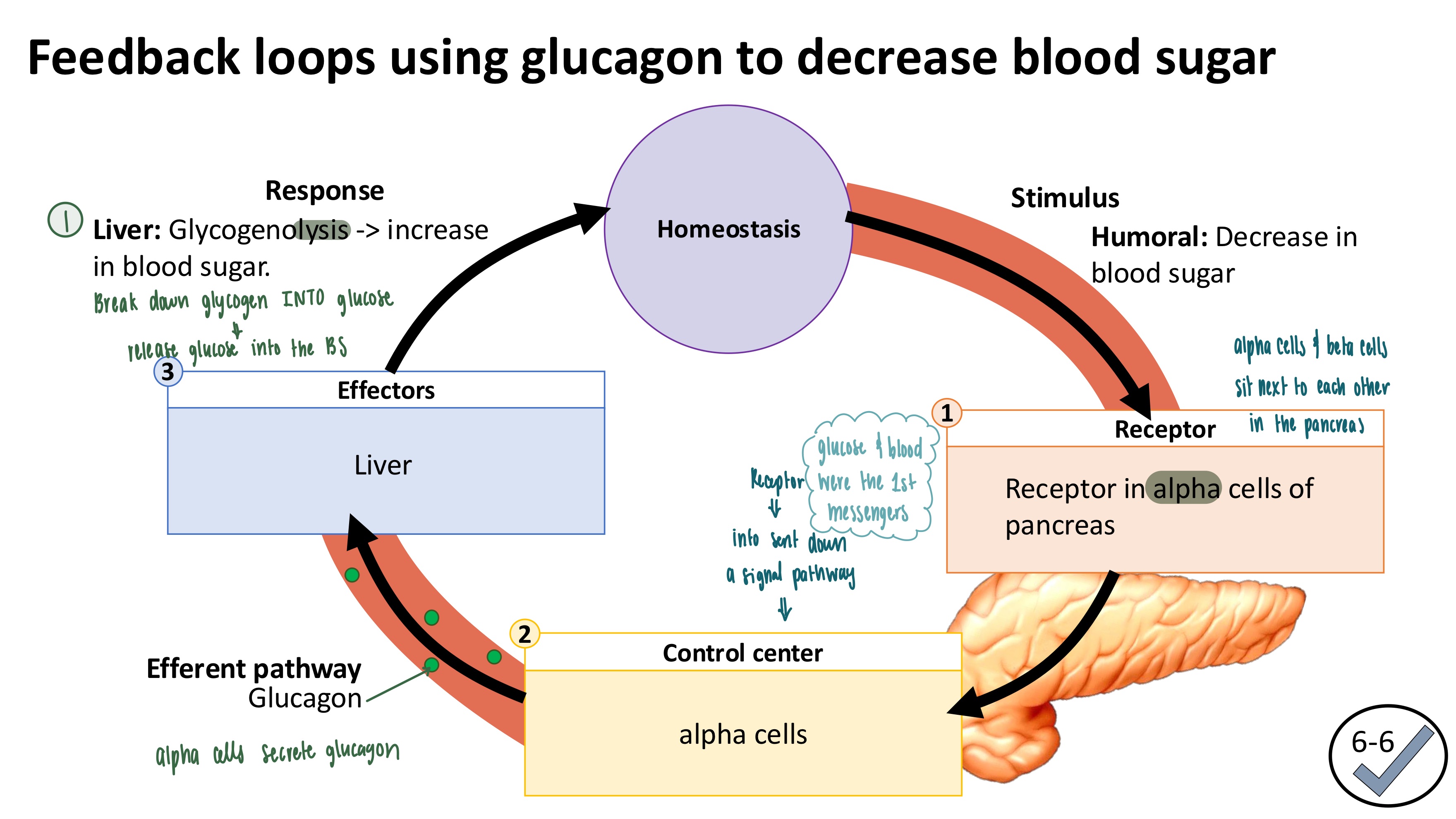 <ol><li><p><strong>Stimulus</strong>: <strong>Humoral</strong>: decrease in blood sugar</p></li><li><p><strong>Receptor</strong>: receptor in the alpha cells of the pancreas</p></li><li><p><strong>Control Center</strong>: alpha cells</p><ul><li><p>singal pathway response: secrete glucagon hormone</p></li></ul></li><li><p><strong>Efferent Pathway</strong>: Glucagon (travels via bloodstream)</p></li><li><p><strong>Effector</strong>: Liver</p></li><li><p><strong>Response</strong></p><ul><li><p><strong>Liver:</strong> glycogenolysis, INCREASE in blood sugar</p></li></ul></li></ol><p></p>