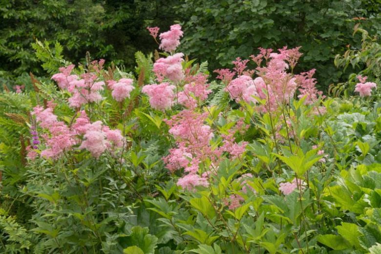 <p>A tall, clump-forming perennial with large, frothy clusters of pink flowers and ferny foliage.</p><p>-likes more moisture</p>