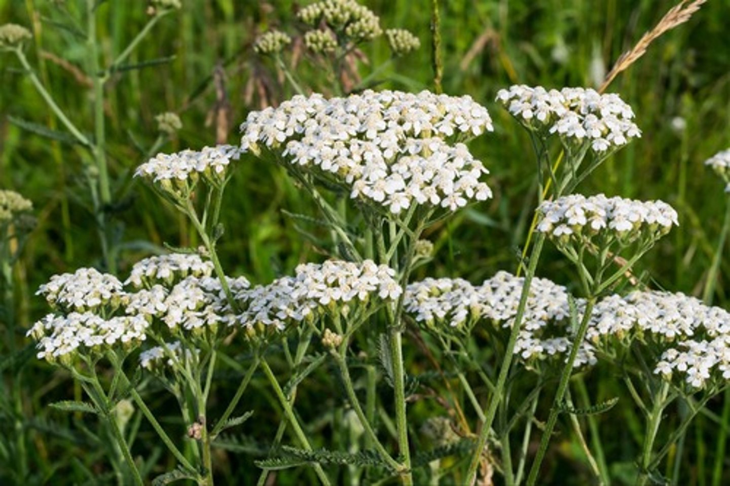 <p>Słońce, rabata, kwietnik, kwiat cięty, doniczki</p>