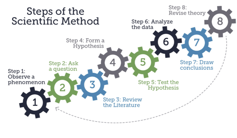 <p>observing phenomenon &gt; asking a question &gt; literature review &gt; forming hypothesis &gt; testing hypothesis &gt; analyzing data &gt; drawing conclusions &gt; revising theory</p>