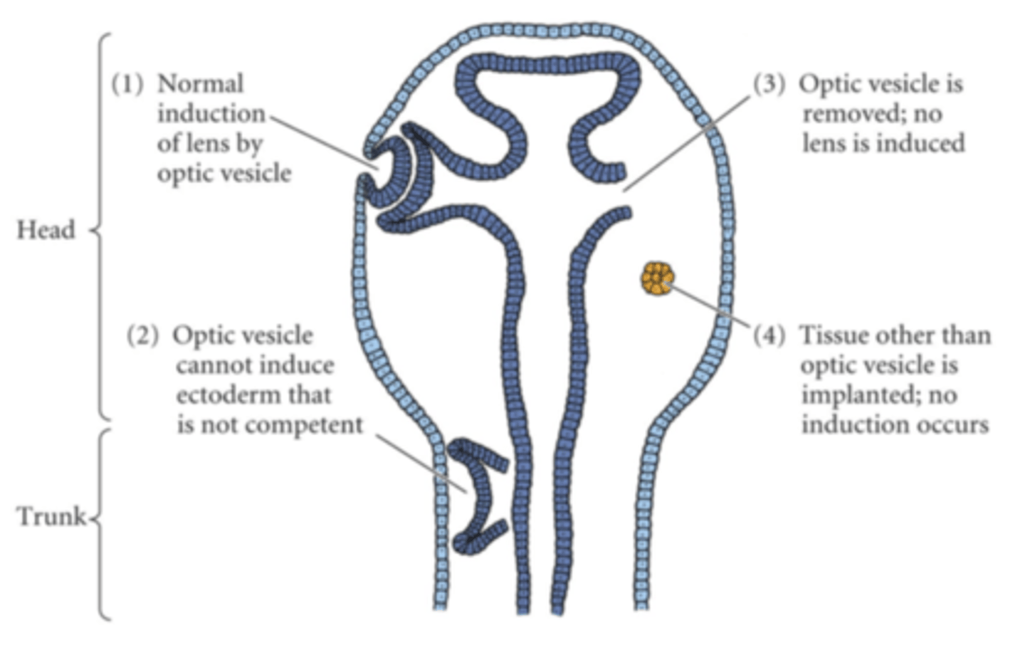 <p>- After lens vesicle is made, lens vesicle cells release factors to induce the formation of the retina (our decorder for light)</p><p>- Not all surface ectoderm can induce lends formation.</p><p>&gt; case 2: optic vesicle cannot induce ectoderm that is not competent</p><p>&gt; case 3: optic vesicle removed ; no lens is induced</p><p>&gt; case 4: tissue other than optic vesicle is implanted ; no induction (bc not the right signal)</p>