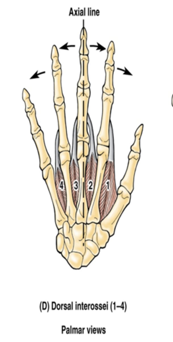 <p>-Abduct fingers</p><p>-Ulnar n. (C7 - T1)</p><p>-Between the metacarpal bones</p>