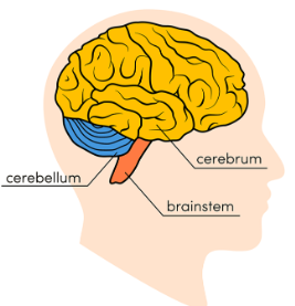 <ul><li><p>Cerebrum</p></li><li><p>Cerebellum</p></li><li><p>Brainstem</p></li><li><p>Part of the CNS</p></li></ul><p></p>