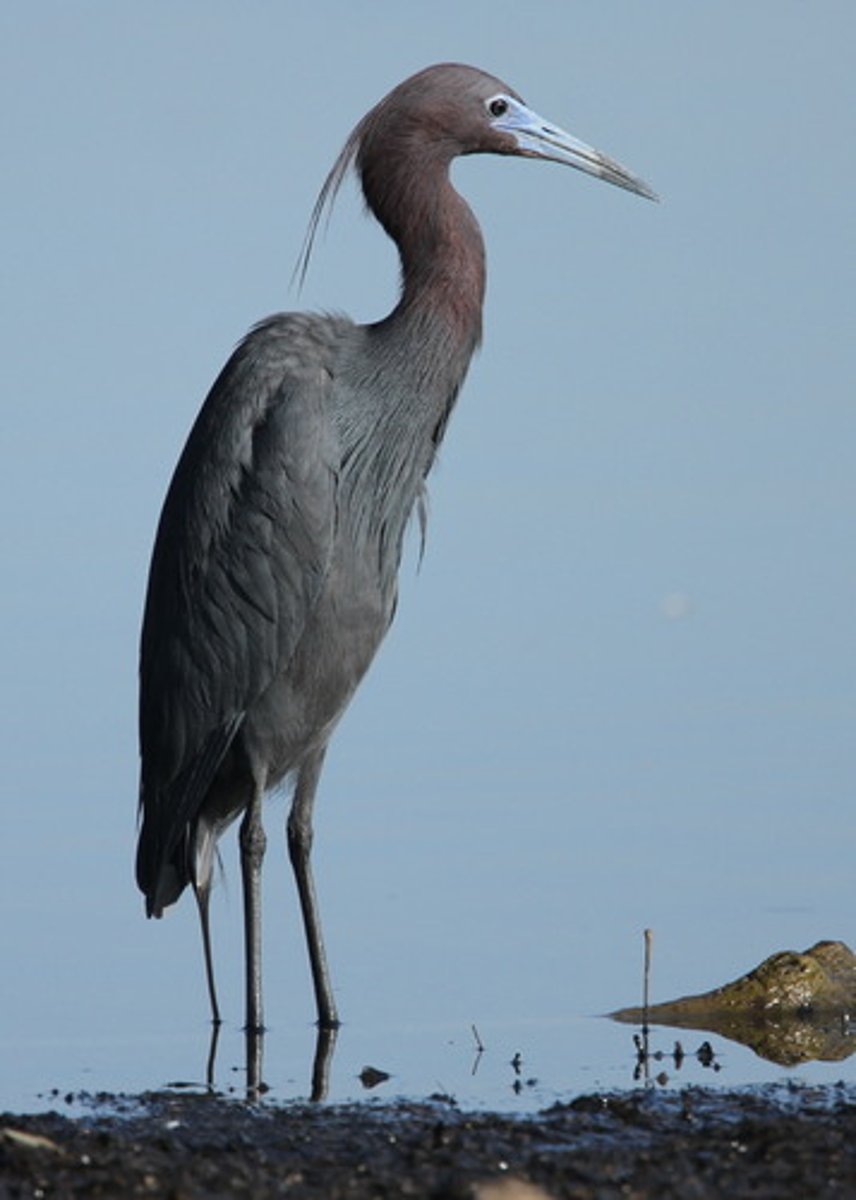 <p>Ciconiiformes</p>
