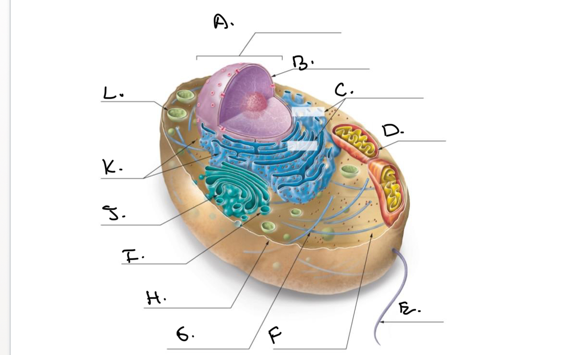<p>Label the Animal Cell.</p><p></p><p><mark data-color="#NaNNaNNaN" style="background-color: #NaNNaNNaN; color: inherit">G.</mark></p>