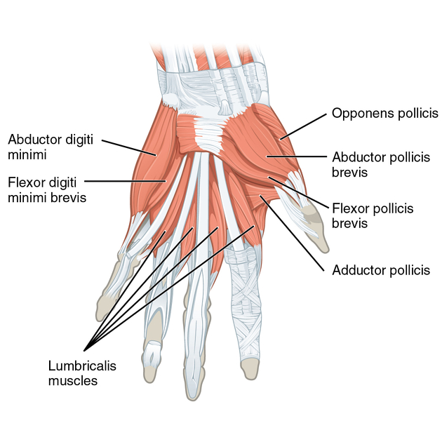 <p><span style="color: #000000">-abductor pollis brevis<br>-opponens pollicis<br>-flexor pollicis brevis<br>-lumbricals (radial side)</span></p>