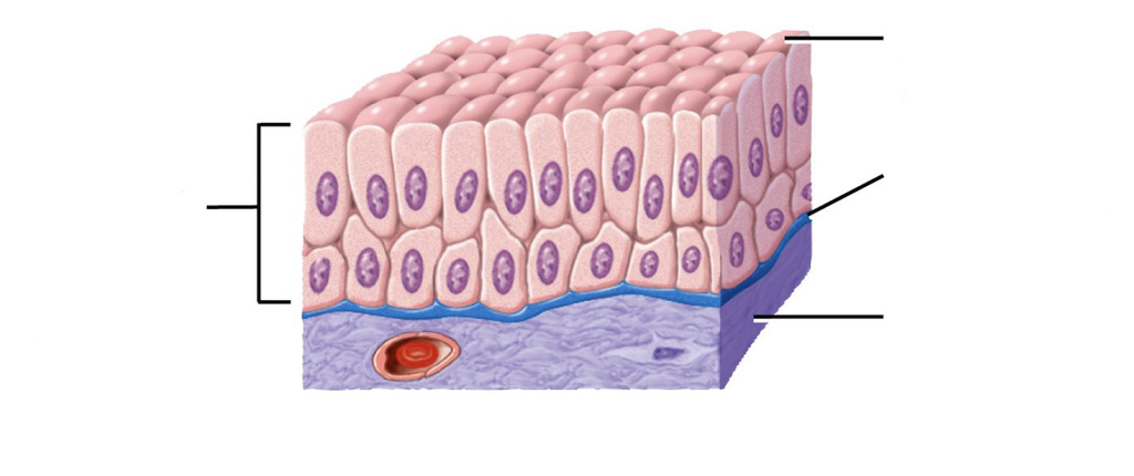 <p>What epithelial tissue is this and where is it found?</p>