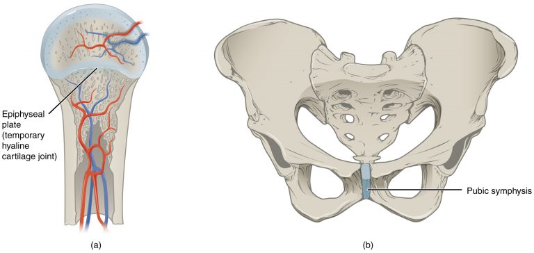 <p>types of joints where bones are connected by cartilage, allowing limited movement. </p>