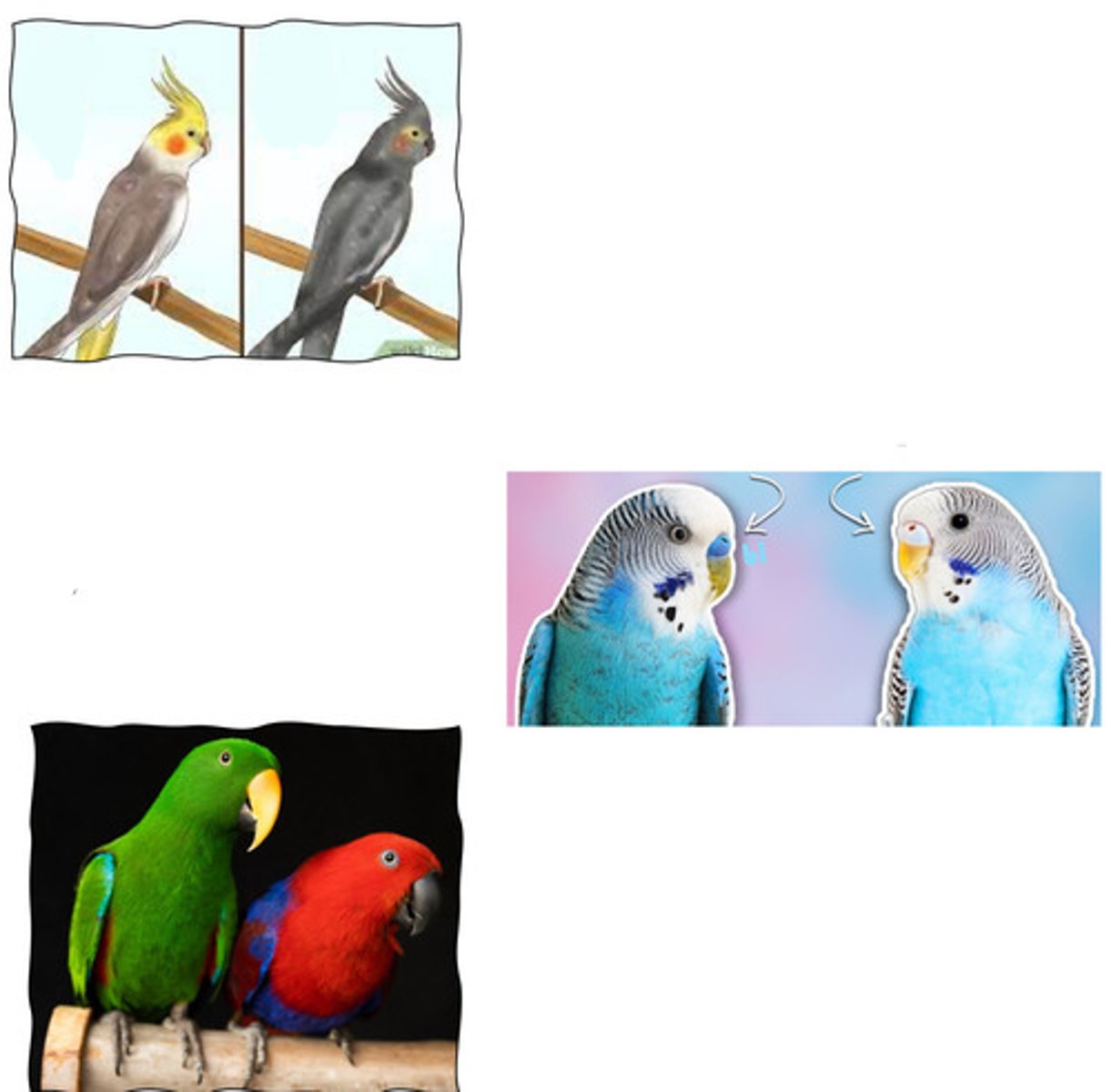 <p>How can you tell male vs female in these 3 species of birds?</p><p>Cockatiels?</p><p>Budgerigars?</p><p>Eclectus parrots?</p>