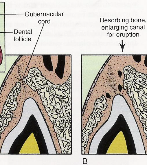 <p>An area of mesenchymal cells and fibers that surround the dental papilla and the enamel organ of the developing teeth, forming a pathway for eruption</p>
