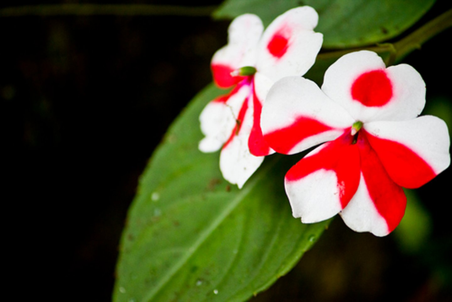 <p>Both dominant traits expressed simultaneously (spots &amp; stripes).</p>