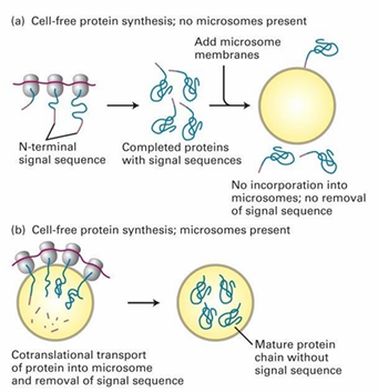 <ul><li><p>Can protein transport to ER occur post-translationally?&nbsp;</p></li><li><p>Hypothesis: If proteins have completed translation, import won’t occur into ER&nbsp;</p></li></ul><p></p><p>Control: Figure b</p><ul><li><p>ER-targeted proteins are synthesized<em> in vitro</em>&nbsp;in presence of microsomes</p></li><li><p>Mature proteins are found inside microsomes&nbsp;</p></li></ul><p></p><p>Experiment: Figure a</p><ul><li><p>ER proteins synthesized in vitro in absence of microsomes </p></li><li><p>The translated proteins are added to a solution with microsomes </p></li><li><p>They’re unable to enter after full translation </p></li></ul><p></p><p>Conclusion: Import must occur co-translationally&nbsp;</p><p></p>