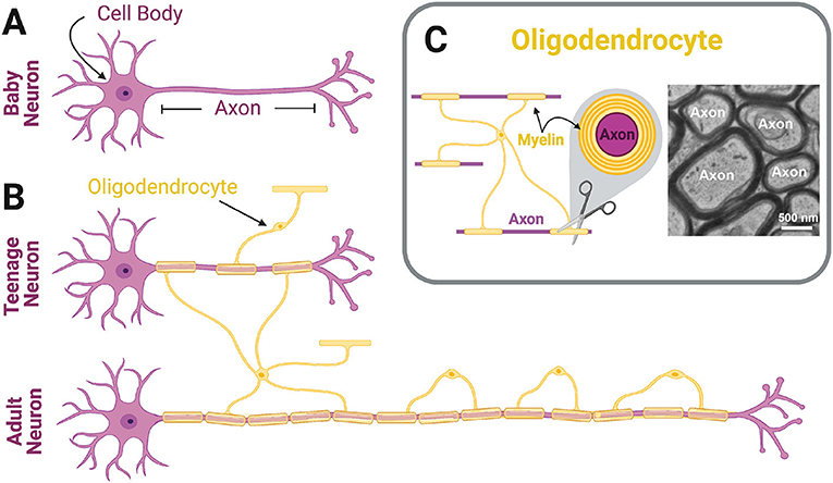 Oligodendrocytes are the myelinating cells of the central nervous system (CNS).