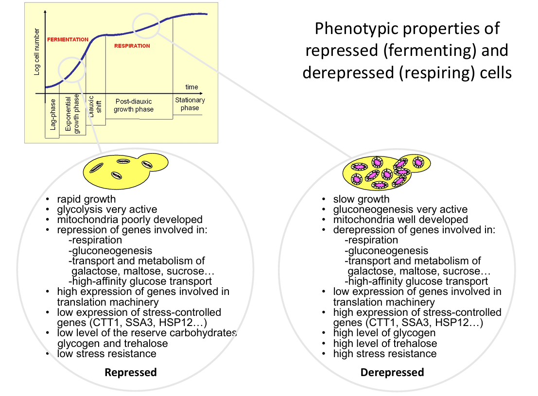 <ol><li><p><strong><u>Flexibility in experimental conditions</u></strong>: it allows researchers to manipulate oxygen levels, carbon sources (like glucose vs. ethanol), or stress conditions and study how metabolism, gene expression, and cell signalling adapt (see figure).</p></li><li><p><strong><u>Model for mitochondrial biology</u></strong>: Researchers can study <strong>mitochondrial function</strong>, <strong>mutations</strong>, and diseases like <strong>mitochondrial myopathies</strong>, since <span style="color: red"><strong>yeast mutants can survive without respiration (by using fermentation)</strong></span>. Thus, even lethal mitochondrial mutations can be studied.</p></li></ol><p></p>