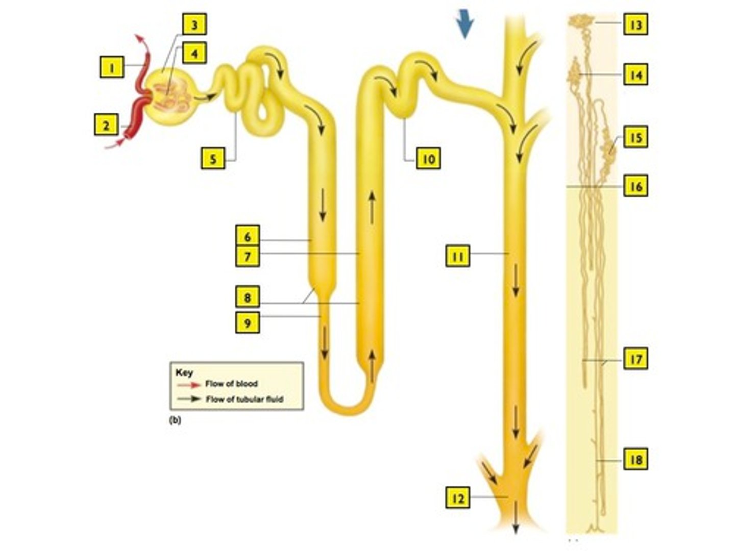 <p>ascends from medulla, THICK, alternates between thick and thin segments</p><p>🌟 Permeable to solutes, impermeable to water (water does not come out, only Na and Cl)</p><p>- simple squamous epithelium</p>