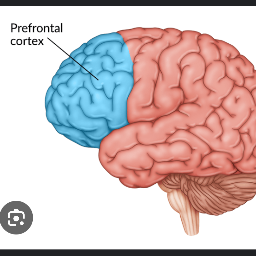 <p>controls judgement, foresight, complex thought, and more. part of frontal lobe. </p>