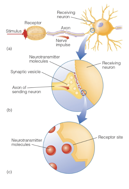 <p>The gap between the axon terminal of one neuron and the dendrite or cell body of another.</p><p>Electrical.</p><p>neurotransmitters.</p><p>receptors.</p><p>electrical state.</p>