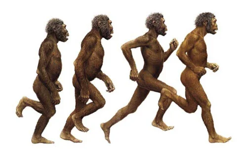 <ul><li><p>Known as australopithecus (“Ape people”)</p></li><li><p>Primates that walk on two feet</p></li><li><p>6 mya (this is when humans diverged from apes)</p></li><li><p>Brain capacity 350-500 cc</p></li><li><p>Had no language or home</p></li><li><p>Curved spine</p></li><li><p>Ape from waist up, biped from waist down</p></li><li><p>Used tools like bones, twigs, and rocks, but could not make tools</p></li></ul>