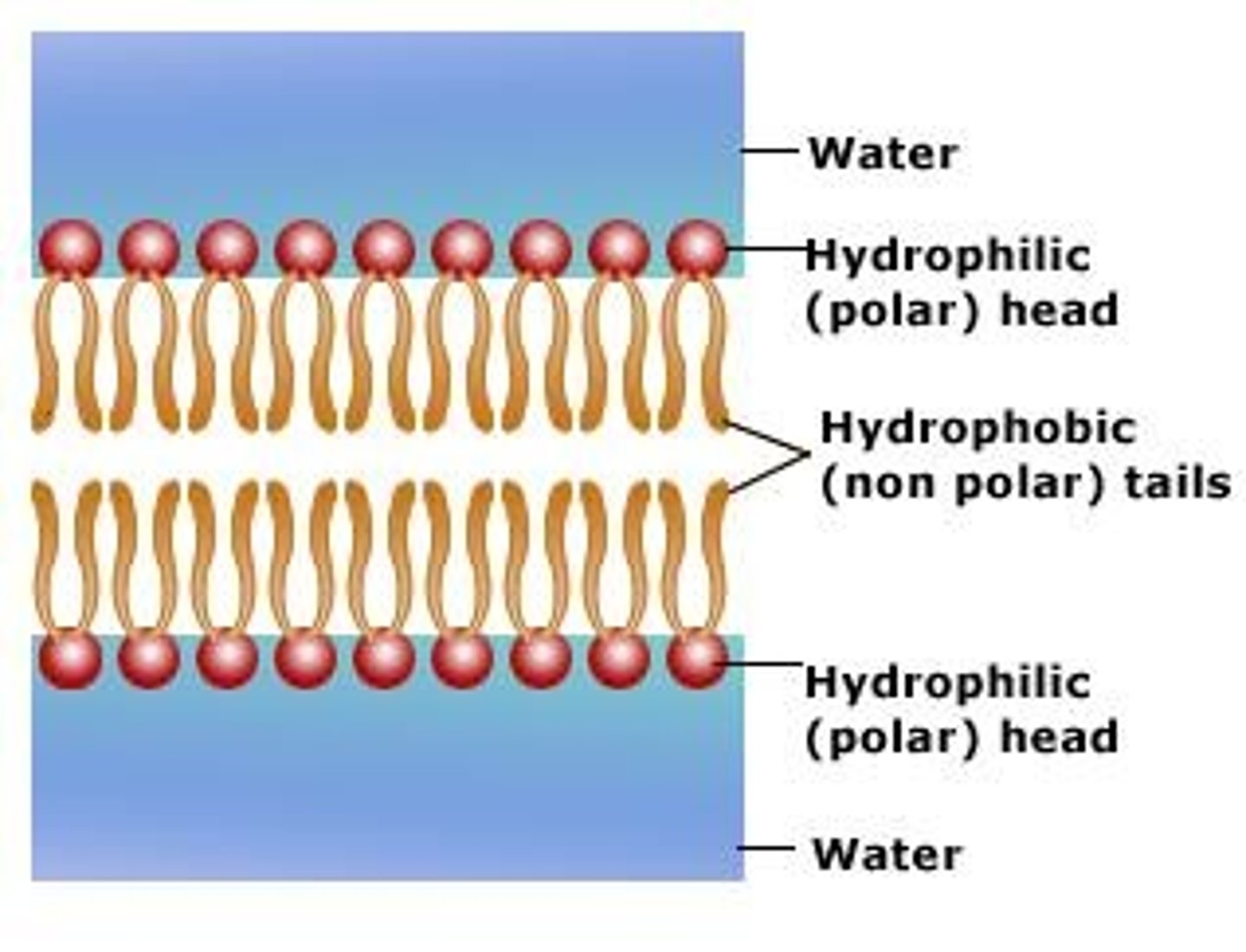 <p>Molecules are nonpolar and won't interact with water</p>