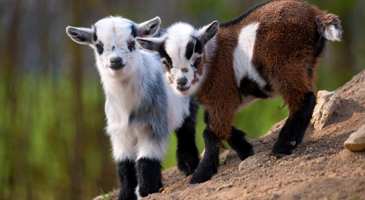 <ul><li><p>Originated in Africa</p></li><li><p>Tiny</p></li></ul><ul><li><p>Not productive</p></li><li><p>Kept as pets</p></li></ul><p></p>