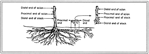 <p>Polarity: Distal &amp; Proximal - DEFINE for root/stem cuttings</p>