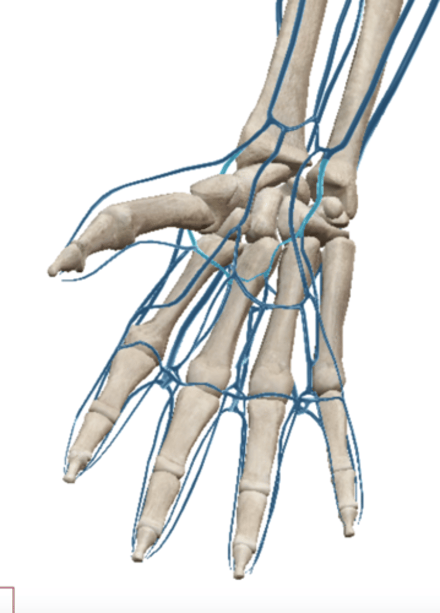 <p>Palm of hand - drains into cephalic and basilica veins</p>