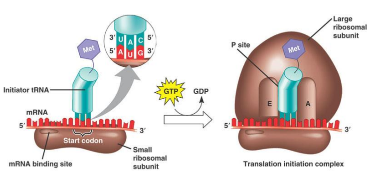 <ul><li><p>small subunit recognizes mRNA</p></li><li><p>binds to 5’ cap upstream (before) starting codon → met: AUG</p></li><li><p>subunit moves 5’ to 3’ until met codon is found</p></li><li><p>anticodon UAC recognizes AUG codon</p></li><li><p>initiator tRNA enters ribosome, binds directly to P site with met amino acid (no a site)</p></li><li><p>large subunit attaches on top to complete ribosome complex</p></li></ul><p></p>
