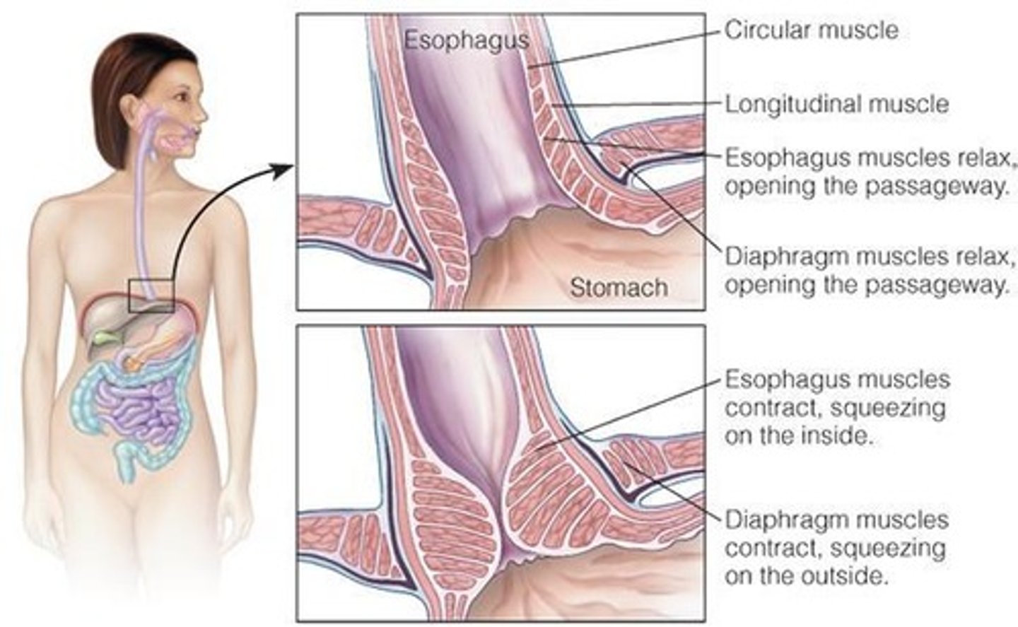 <p>Hormone that prompts bicarbonate release from pancreas.</p>