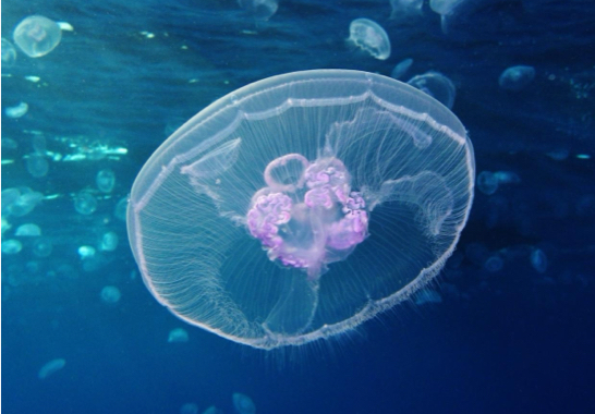 <p></p><p>identify the pictured organism</p>