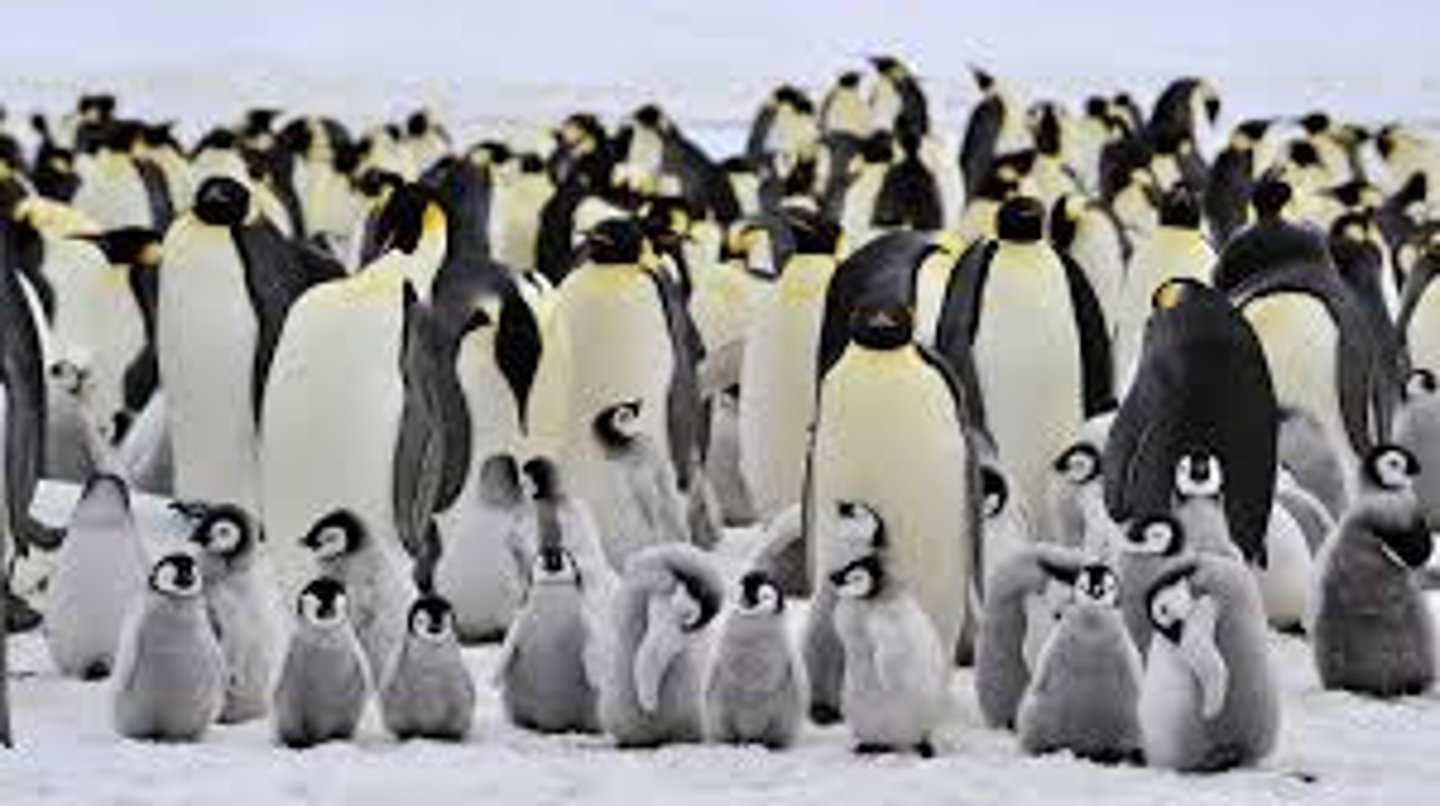 <p>A group of individuals of the same species that live in the same area.</p>