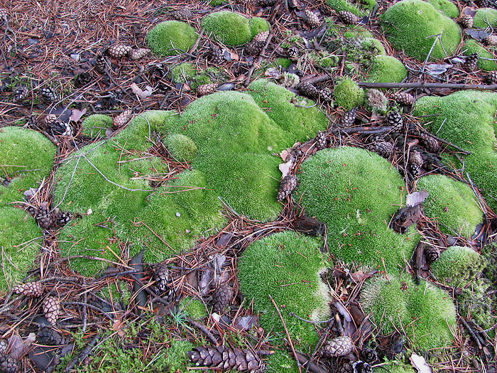 <p><span><span>Bělomech sivý</span></span></p>