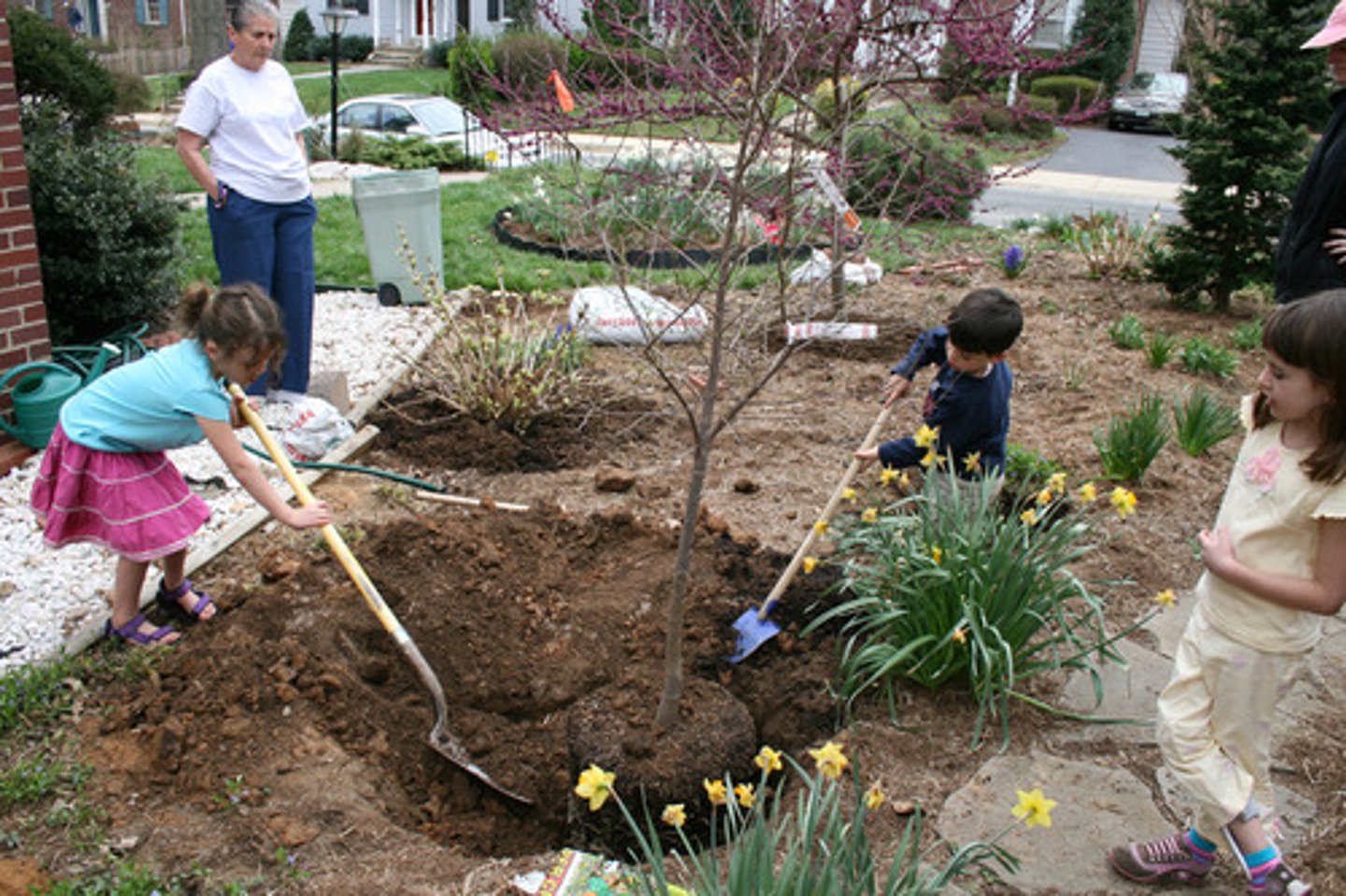 <p>reforestation</p>