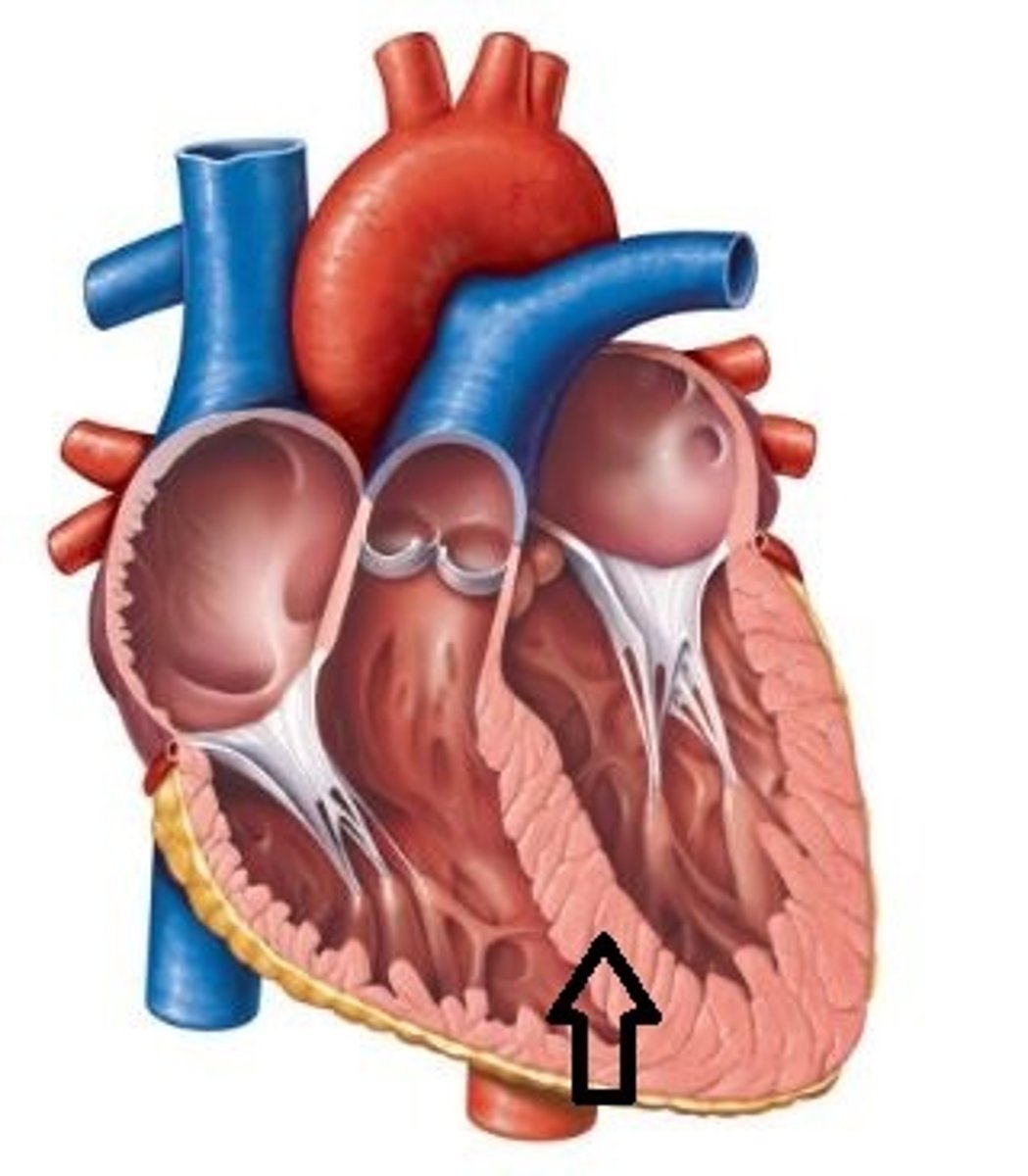 <p>to help pump oxygenated blood back to the rest of body</p>