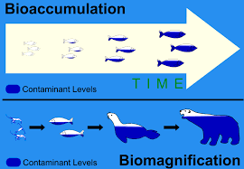 <p><span>the gradual accumulation of substances, like pollutants or pesticides, within an organism's tissues, particularly when the rate of intake exceeds the rate of excretion or metabolism</span></p>