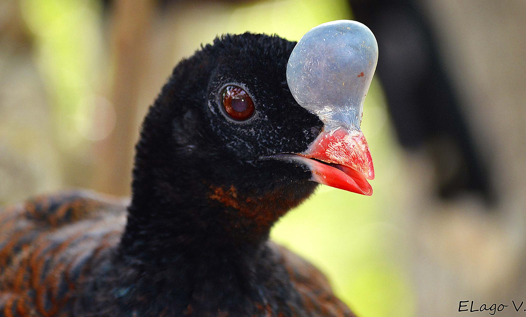 <p>Helmeted Curassow</p>