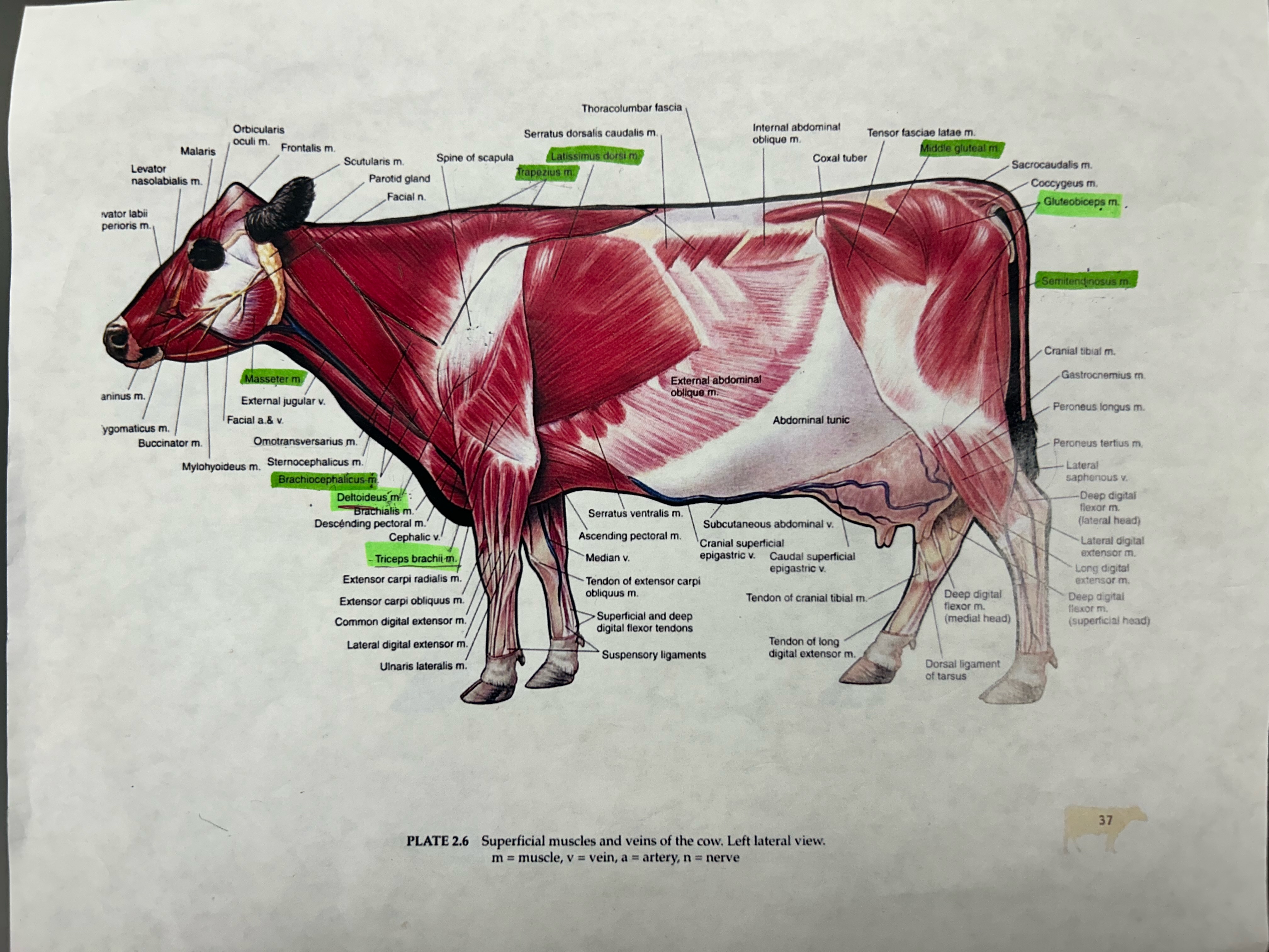 knowt flashcard image