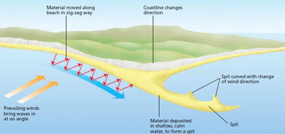 <ol><li><p>A spit forms when longshore drift carries sediment along a coast due to prevailing wind.</p></li><li><p>It then carries on into the sea due to a sharp bend in the coast.</p></li><li><p>It eventually becomes too deep so the spit curves creating a hook.</p></li><li><p>Behind the spit is a sheltered area where a salt marsh forms.</p></li></ol>