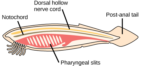 <p>The postanal tail is a body extension that continues past the anus or cloaca. It may disappear in adults but is always present at some stage of development.</p>