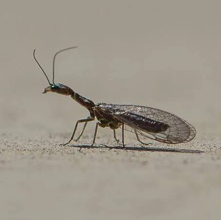 <p>Common name of order: Snakeflies. Neopteran. Holometabolous.</p>