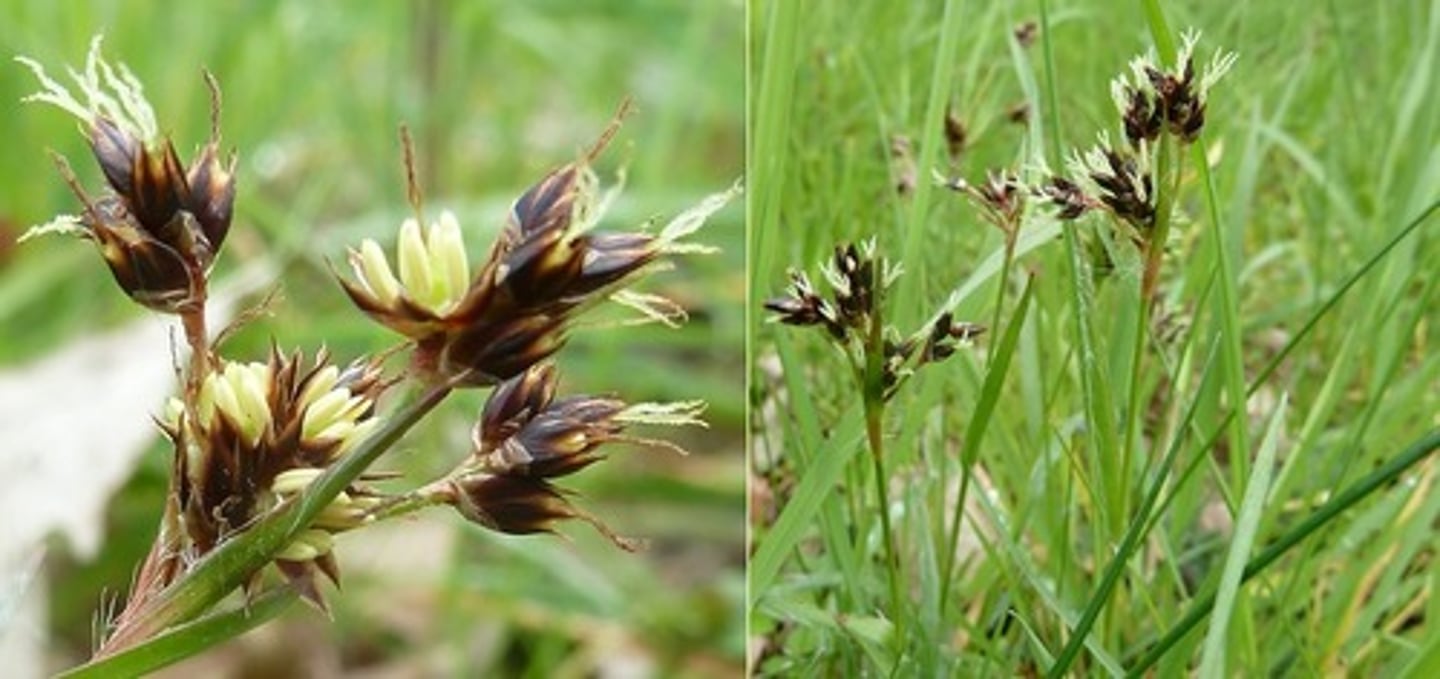 <p>Gewone veldbies</p>