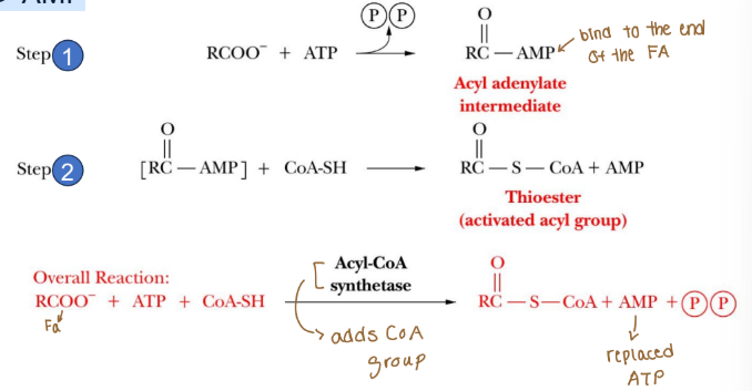 <p>Lipid catabolism-fatty acid activation </p>