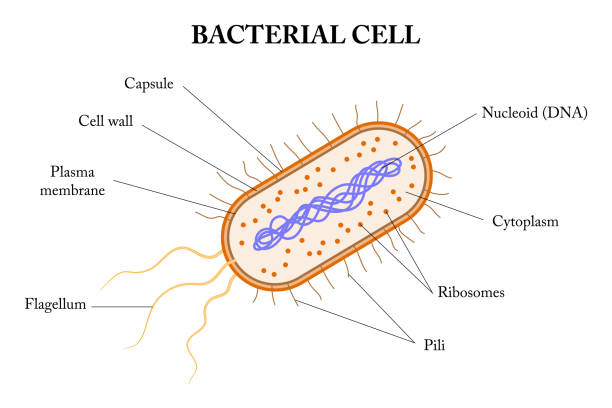 <p>nucleoid</p>