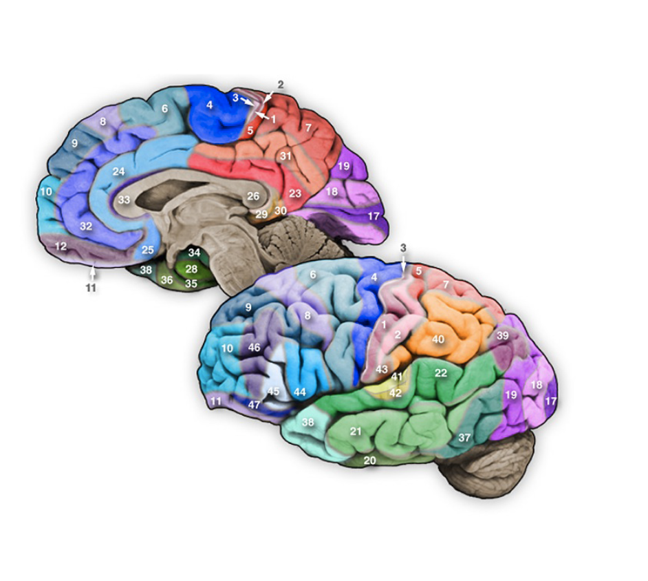 <p>Associational cortical area in the temporal lobe that extends from the medial to the lateral sides of this lobe: this area participates in the analysis of visual form. motion, and the representation of objects.</p>