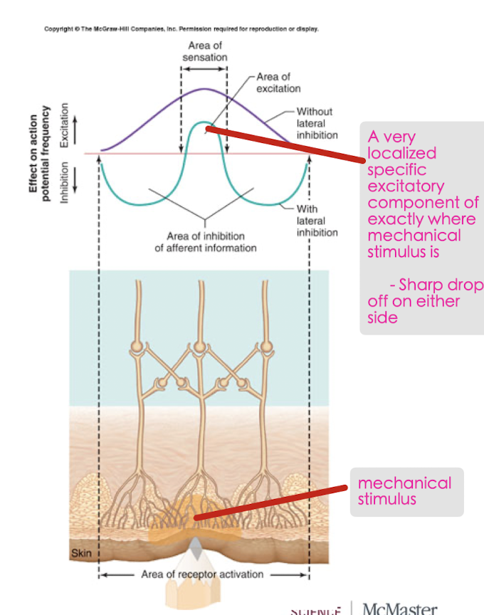 What is Lateral Inhibition? 