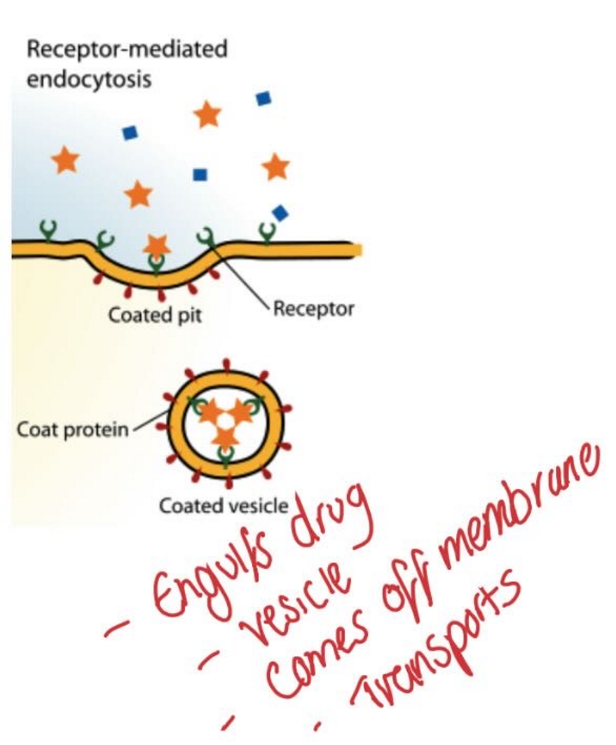 <ul><li><p><span><span>Carrier-mediated system</span></span></p></li><li><p><span><span>Like a transporter pump</span></span></p></li><li><p><span><span>Requires energy (ATP)</span></span></p></li><li><p><span><span>Enzyme-therefore prone to saturation</span></span></p></li><li><p><span><span>System can exist in uptake (in) or efflux (out) state</span></span></p></li><li><p><span><span>Drug-drug interactions can compete for transporter</span></span></p></li><li><p><span><span>Specific transporters exist for endogenous substances in the body</span></span></p></li></ul><p></p>