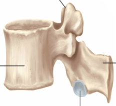 <p>Lumbar vertebrae</p>