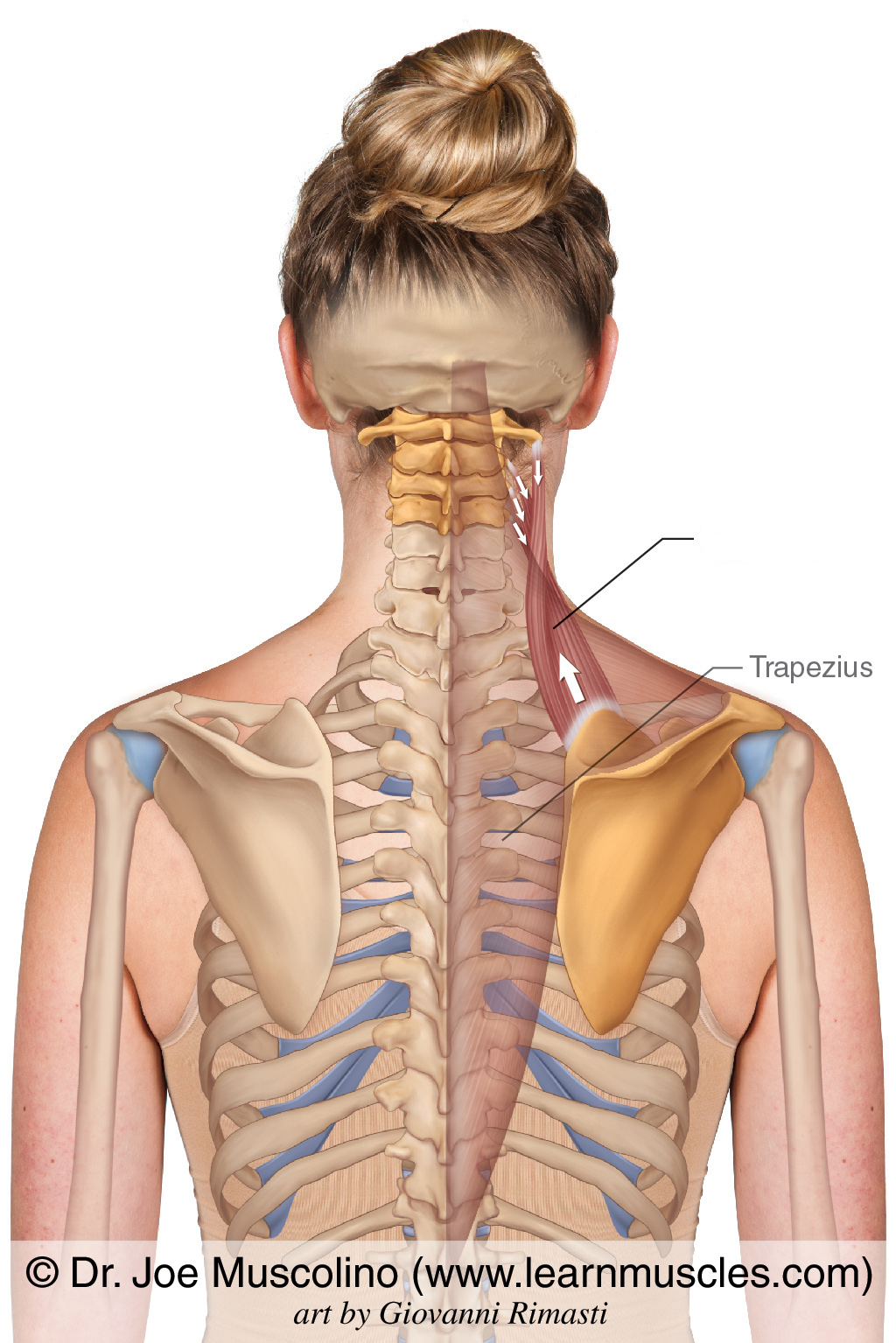 <p>What is the name of this muscle?</p>